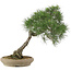 Pinus thunbergii, 52 cm, ± 25 ans