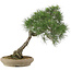 Pinus thunbergii, 52 cm, ± 25 Jahre alt