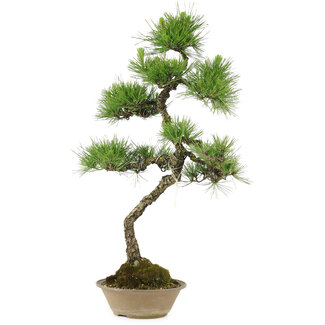 Pinus thunbergii, 70 cm, ± 25 jaar oud