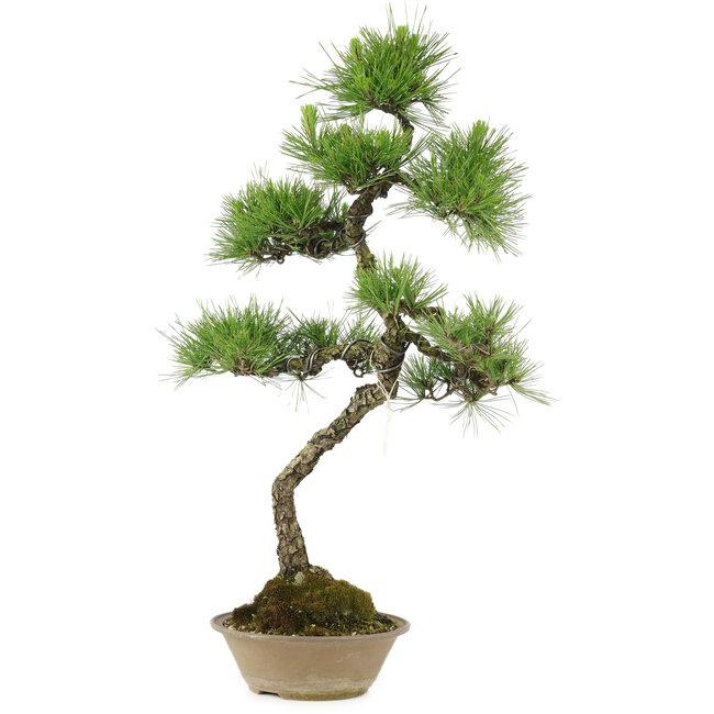 Pinus thunbergii, 70 cm, ± 25 jaar oud