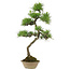 Pinus thunbergii, 70 cm, ± 25 años