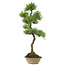 Pinus thunbergii, 70 cm, ± 25 jaar oud