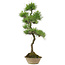 Pinus thunbergii, 70 cm, ± 25 Jahre alt
