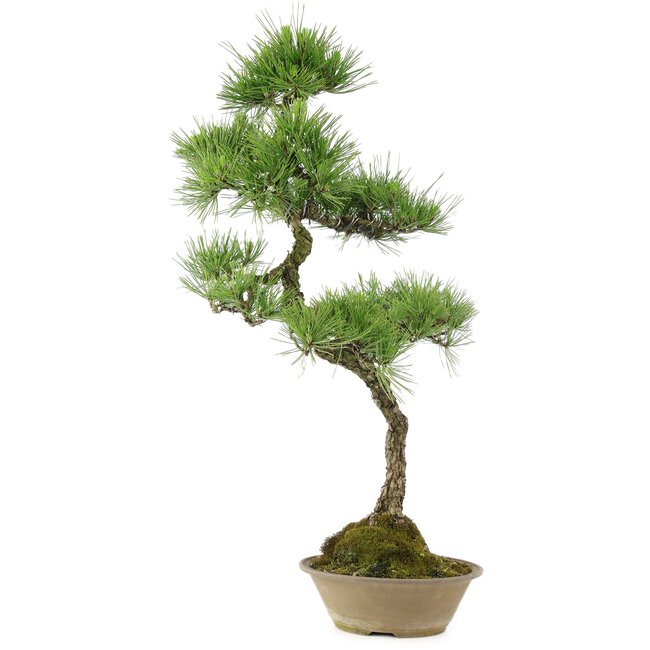 Pinus thunbergii, 70 cm, ± 25 ans