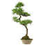 Pinus thunbergii, 70 cm, ± 25 anni