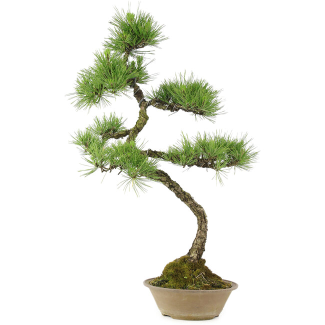 Pinus thunbergii, 70 cm, ± 25 years old