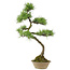 Pinus thunbergii, 70 cm, ± 25 anni