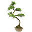 Pinus thunbergii, 70 cm, ± 25 jaar oud