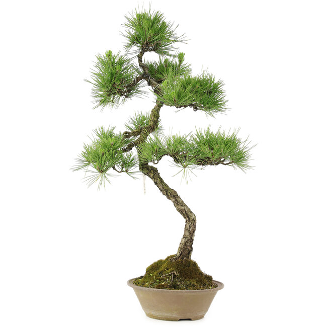 Pinus thunbergii, 70 cm, ± 25 ans