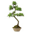 Pinus thunbergii, 70 cm, ± 25 jaar oud
