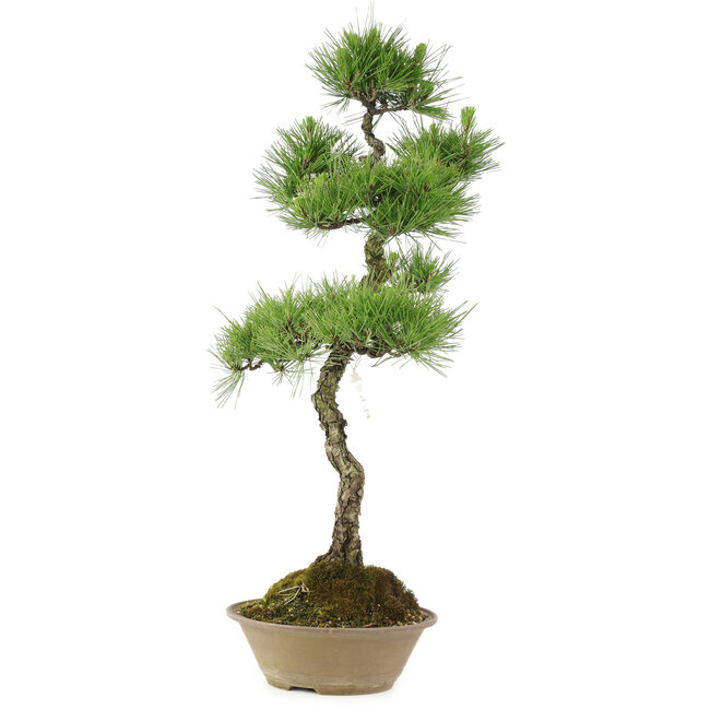 Pinus thunbergii, 70 cm, ± 25 ans