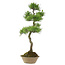 Pinus thunbergii, 70 cm, ± 25 years old