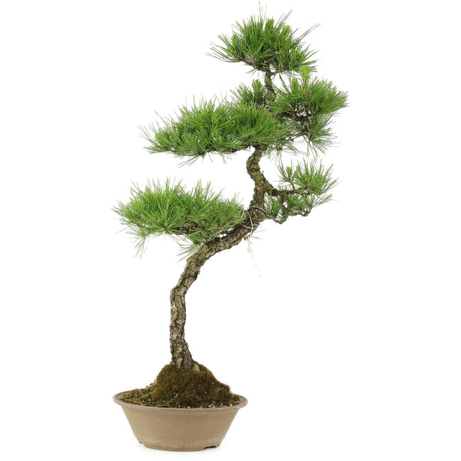 Pinus thunbergii, 70 cm, ± 25 Jahre alt