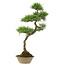 Pinus thunbergii, 70 cm, ± 25 jaar oud