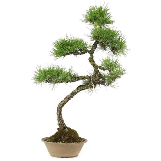 Pinus thunbergii, 70 cm, ± 25 years old