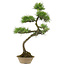 Pinus thunbergii, 70 cm, ± 25 jaar oud