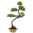 Pinus thunbergii, 70 cm, ± 25 Jahre alt