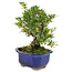 Rhododendron indicum Hakurin-no-Hikari, 21 cm, ± 10 Jahre alt