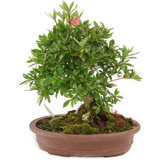 Rhododendron indicum Nissh-no-Hikari, 24 cm, ± 10 jaar oud