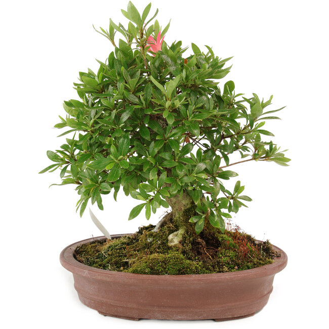 Rhododendron indicum Nissh-no-Hikari, 24 cm, ± 10 Jahre alt