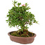 Rododendro indicum Nissh- no-Hikari, 24 cm, ± 10 años