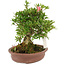 Rhododendron indicum Nissh-no-Hikari, 24 cm, ± 10 anni