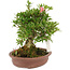 Rhododendron indicum Nissh-no-Hikari, 24 cm, ± 10 Jahre alt