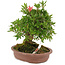 Rhododendron indicum Nissh-no-Hikari, 24 cm, ± 10 jaar oud