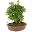 Rhododendron indicum Nissh-no-Hikari, 24 cm, ± 10 Jahre alt