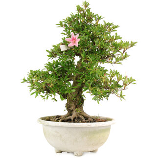 Rhododendron indicum Boso-no-Hikari, 47 cm, ± 12 years old