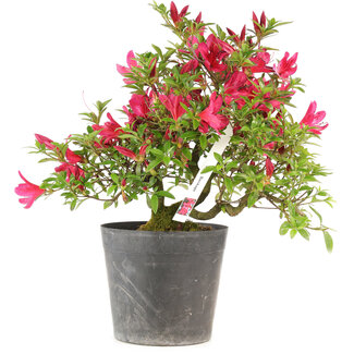 Rhododendron indicum Benikage, 32 cm, ± 6 jaar oud