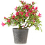 Rhododendron indicum Benikage, 32 cm, ± 6 jaar oud