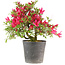 Rhododendron indicum Benikage, 32 cm, ± 6 ans