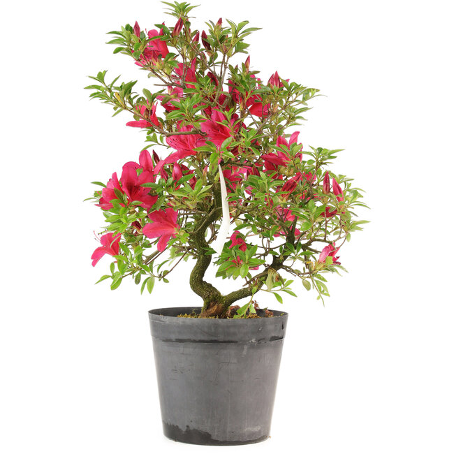 Rhododendron indicum Benikage, 40,5 cm, ± 6 jaar oud