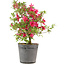 Rhododendron indicum Benikage, 40,5 cm, ± 6 jaar oud