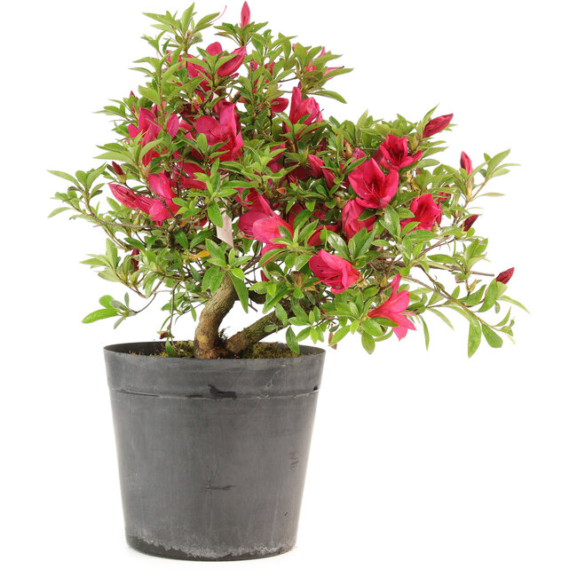 Rhododendron indicum Benikage, 31 cm, ± 6 jaar oud