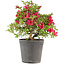 Rhododendron indicum Benikage, 31 cm, ± 6 Jahre alt