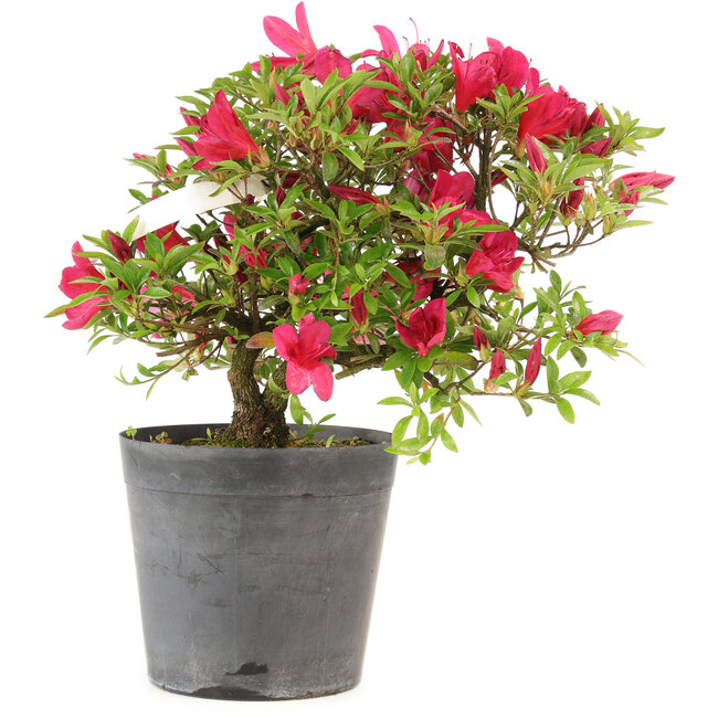 Rhododendron indicum Benikage, 28 cm, ± 6 Jahre alt