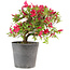 Rhododendron indicum Benikage, 28 cm, ± 6 ans