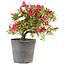 Rhododendron indicum Benikage, 28 cm, ± 6 Jahre alt