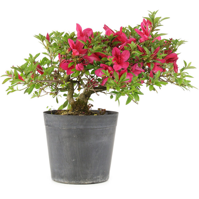 Rhododendron indicum Benikage, 23,5 cm, ± 6 jaar oud
