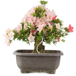 Rhododendron indicum Hekisui, 37 cm, ± 12 jaar oud