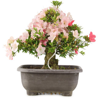 Rhododendron indicum Hekisui, 37 cm, ± 12 Jahre alt