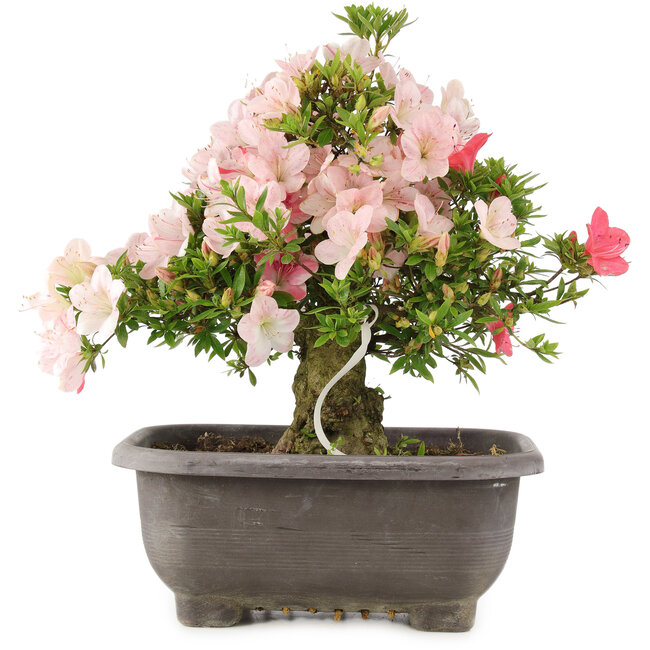 Rhododendron indicum Hekisui, 37 cm, ± 12 jaar oud