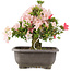 Rhododendron indicum Hekisui, 37 cm, ± 12 jaar oud