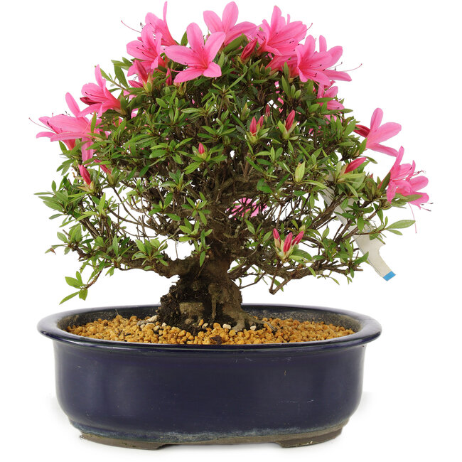 Rhododendron indicum Korin, 25 cm, ± 12 anni