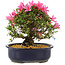 Rhododendron indicum Korin, 25 cm, ± 12 years old