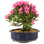 Rhododendron indicum Korin, 25 cm, ± 12 Jahre alt