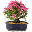 Rhododendron indicum Korin, 25 cm, ± 12 anni