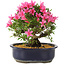 Rhododendron indicum Korin, 25 cm, ± 12 ans